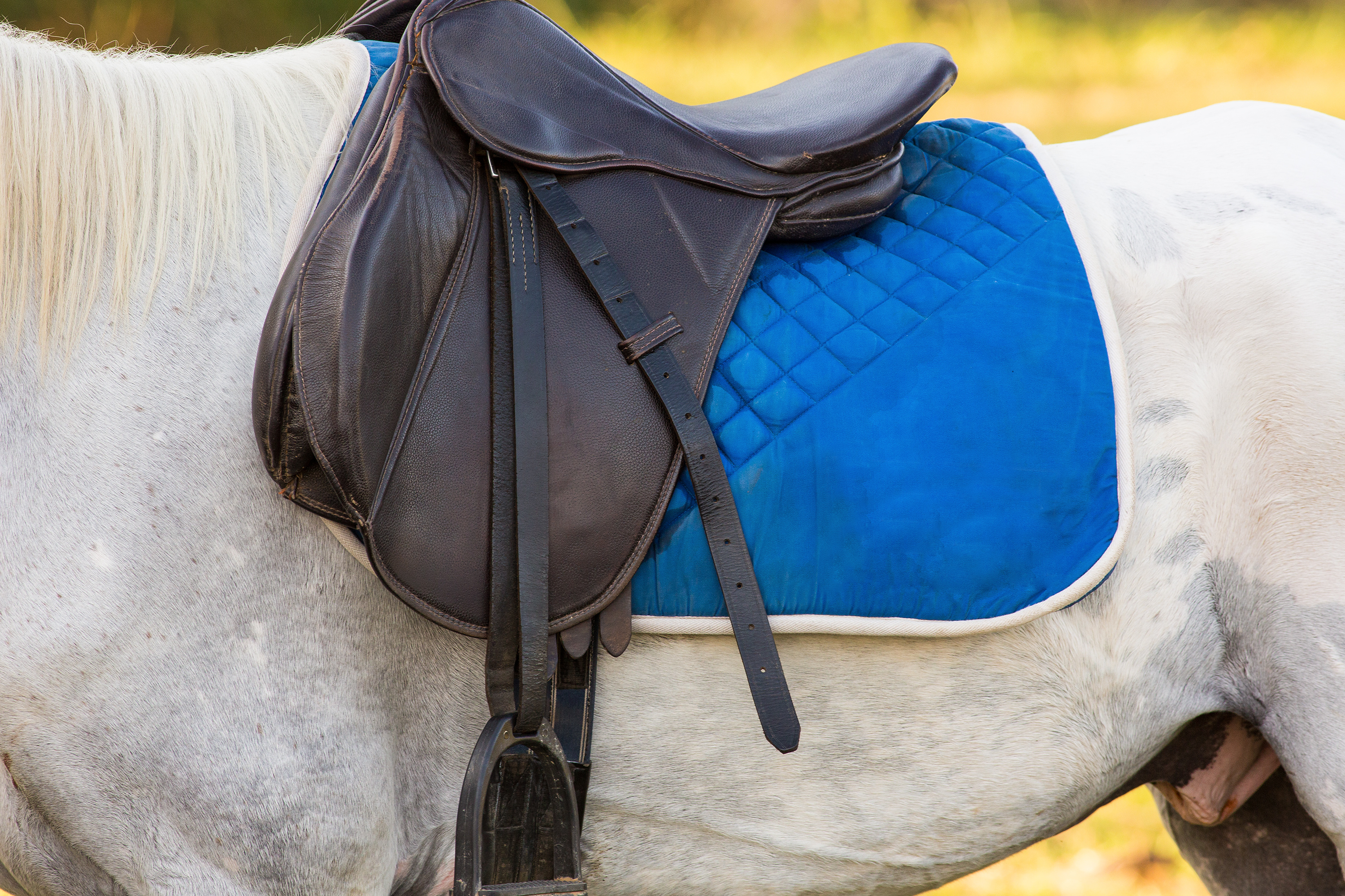 Close up of saddle and pad on grey horse